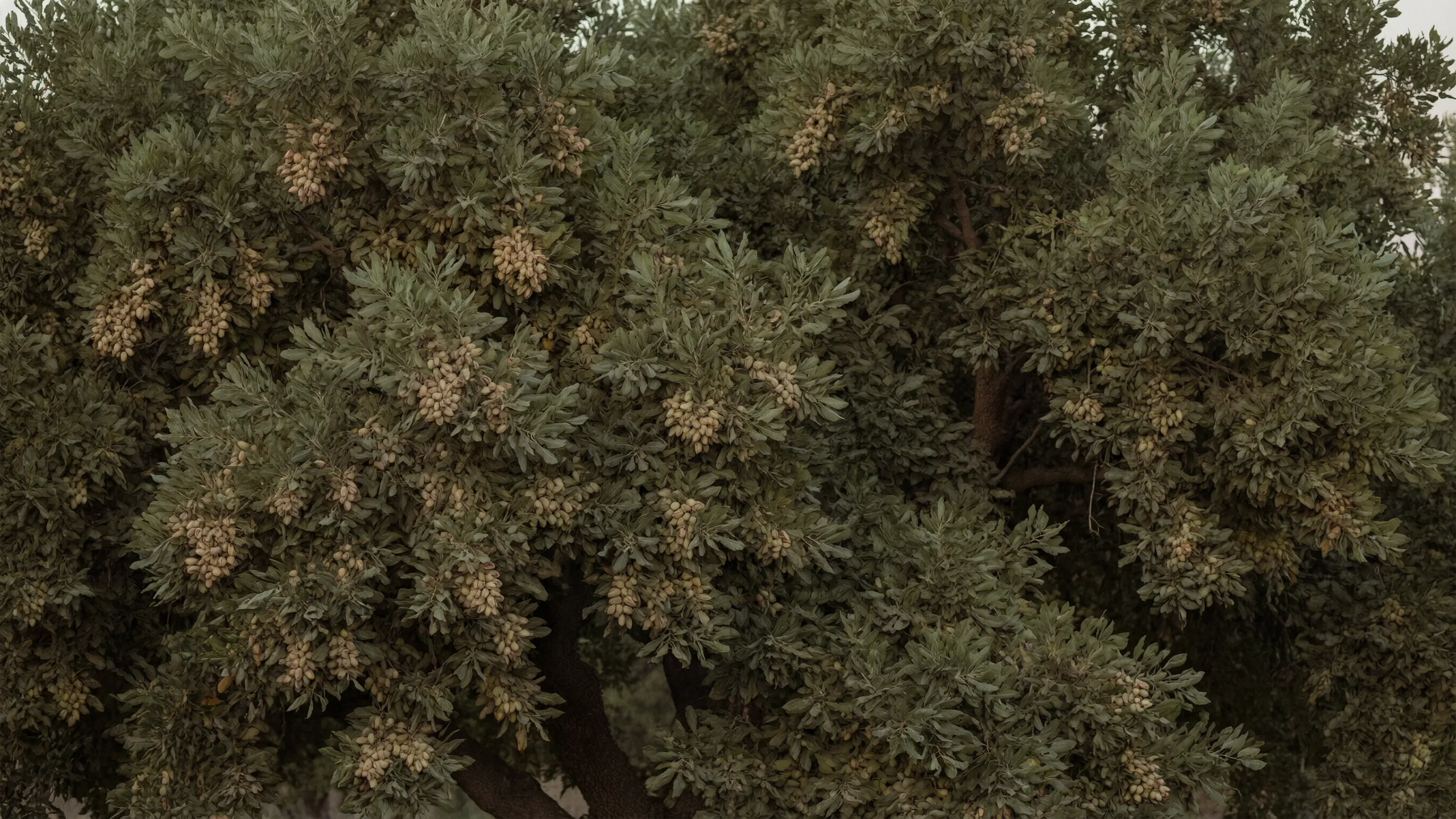 Dense tree canopy with clusters of nuts, dusk light