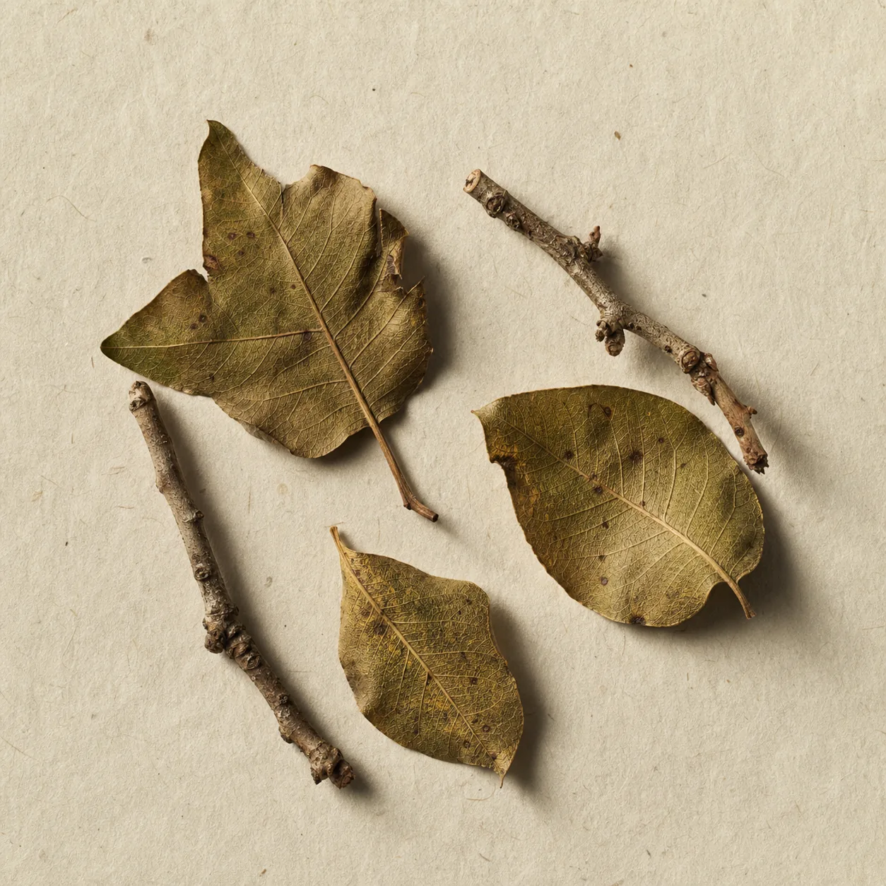 Dry orchard leaves and twigs on unbleached paper